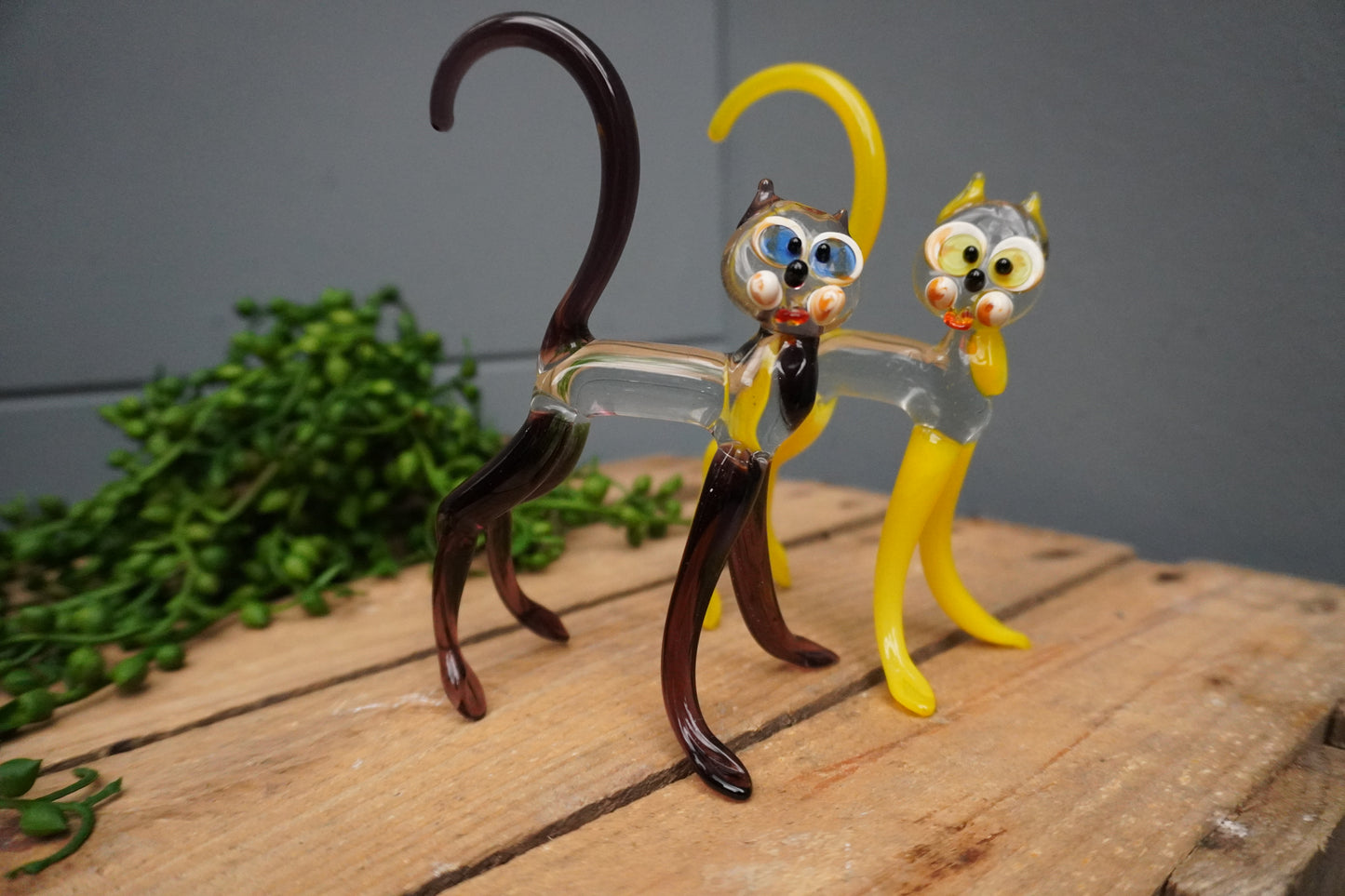 Kat - geel of paars