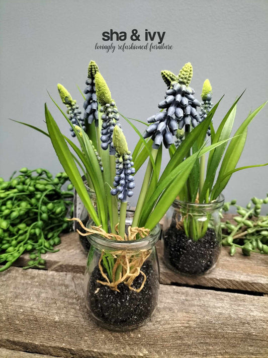 Muscari Desire in glazen pot