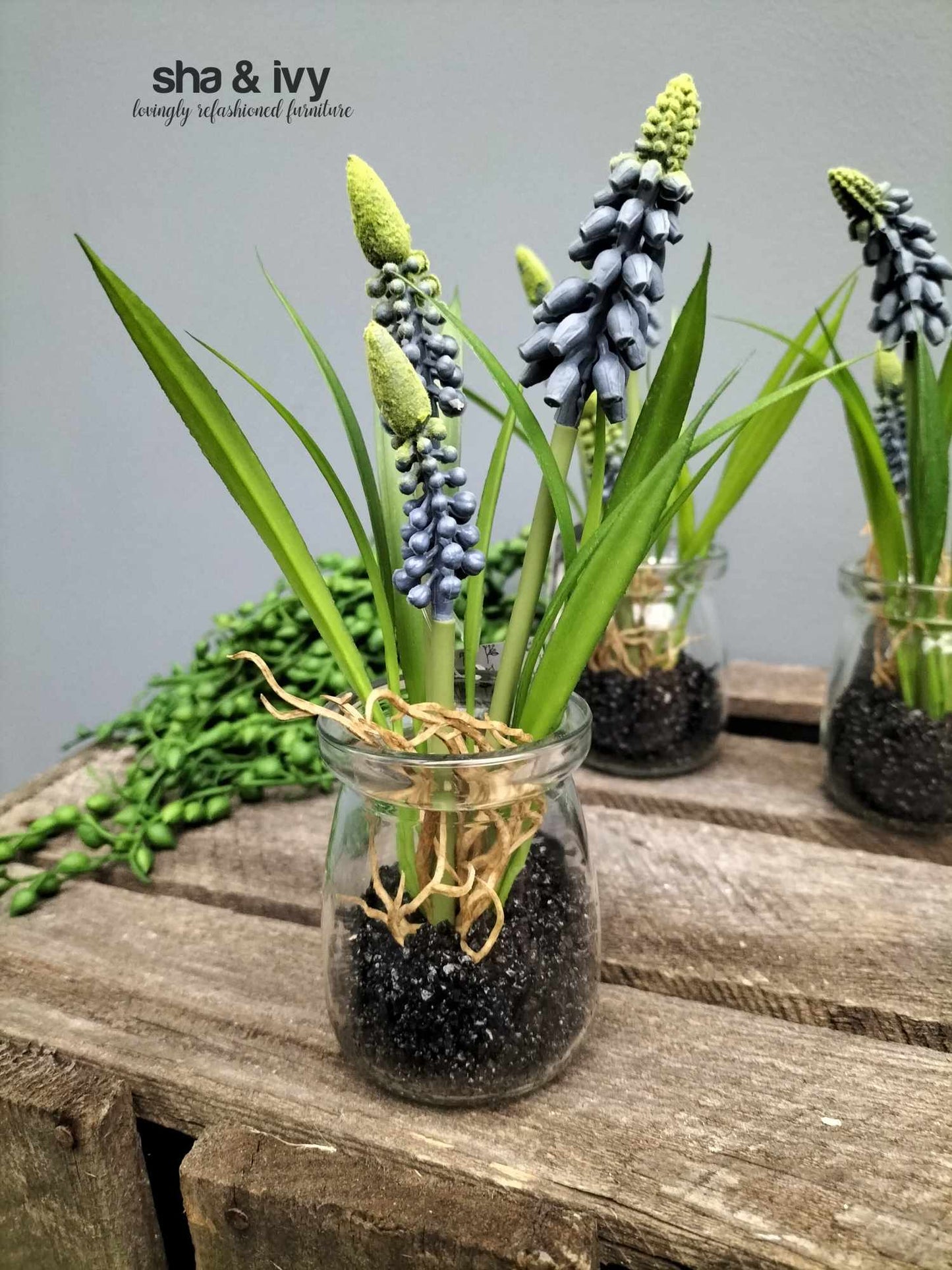 Muscari Desire in glazen pot