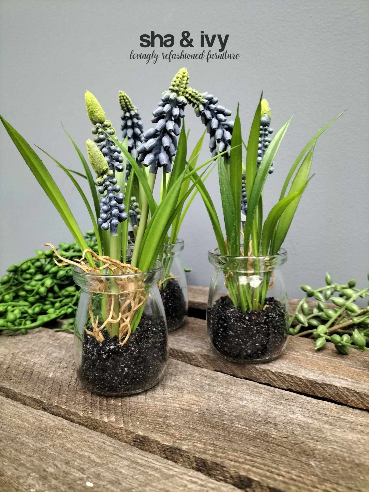 Muscari Desire in glazen pot