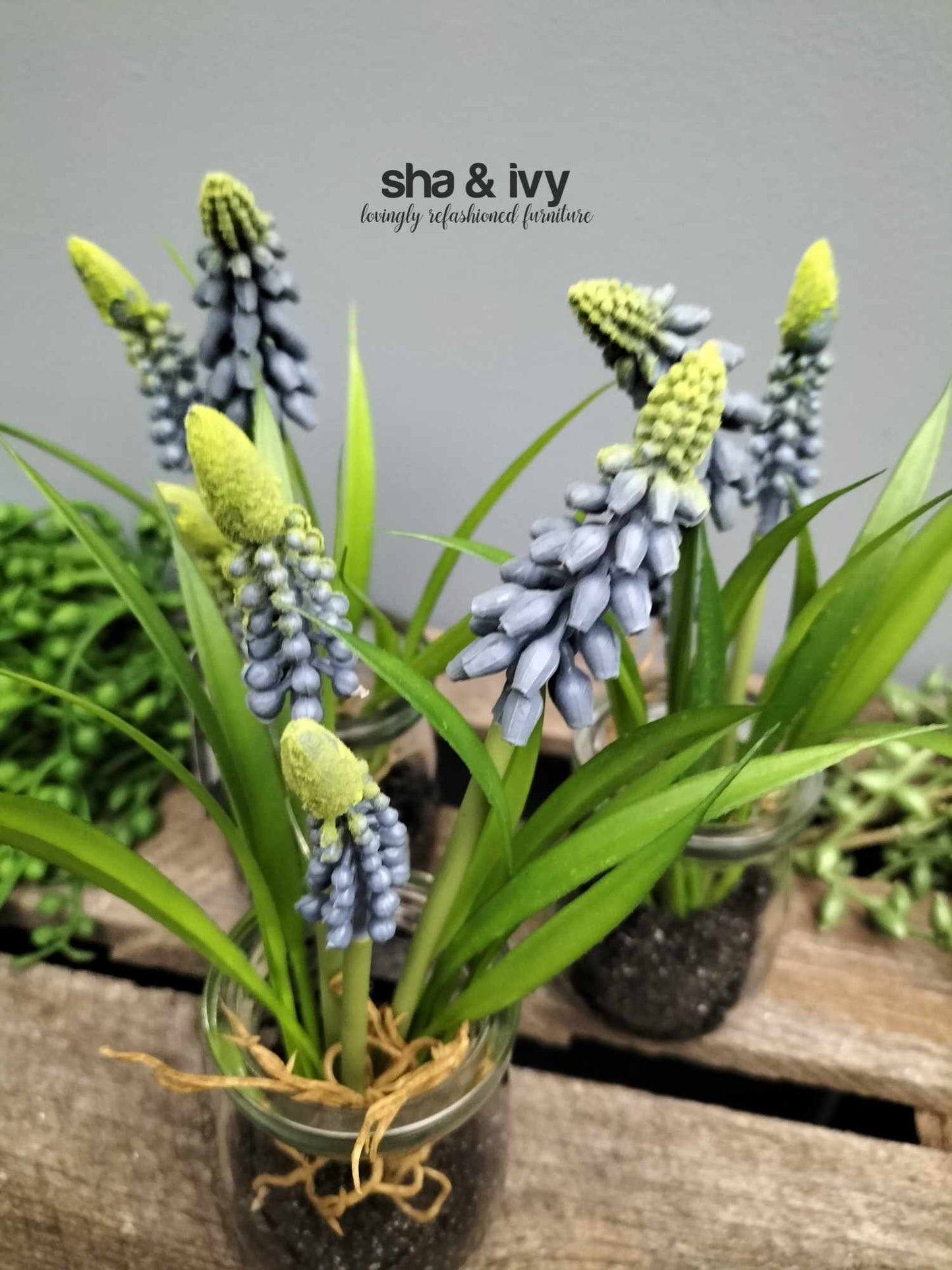 Muscari Desire in glazen pot