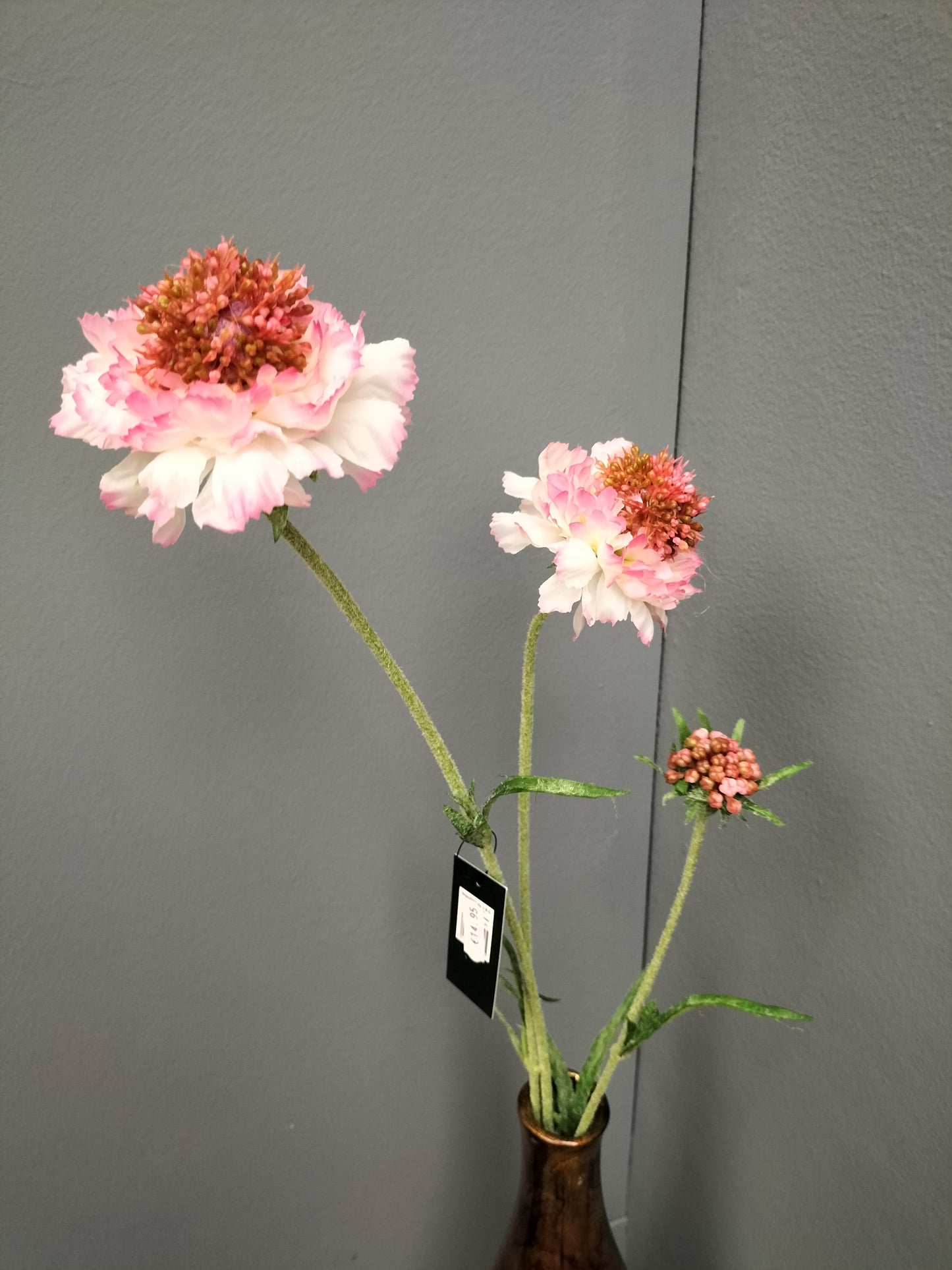 Scabiosa - roze