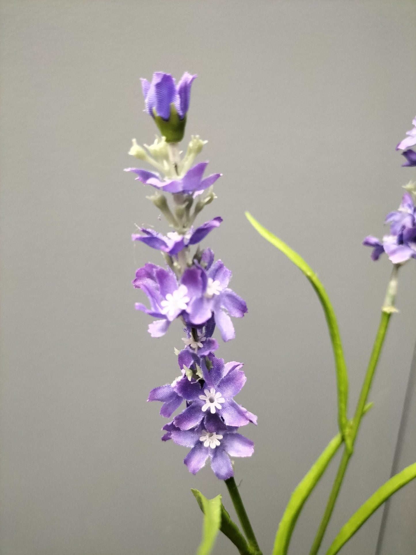 Lavendel - blauw