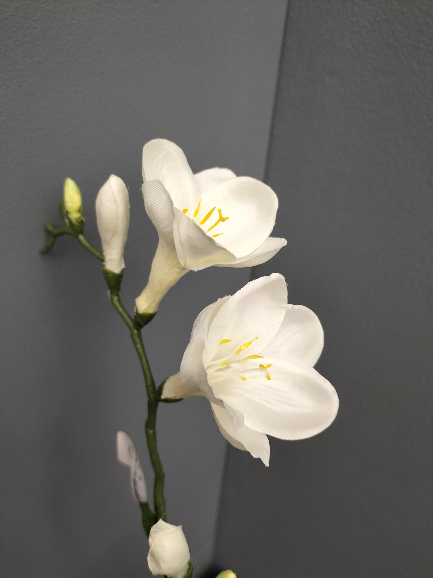 Freesia - wit, 68cm