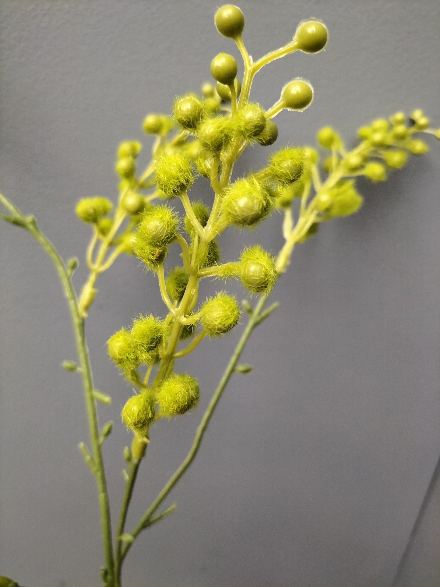 Mimosa spray - groen, 67cm