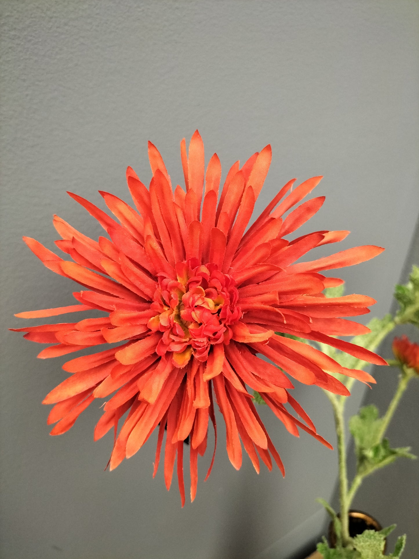 Gerbera spin - 65cm - rood