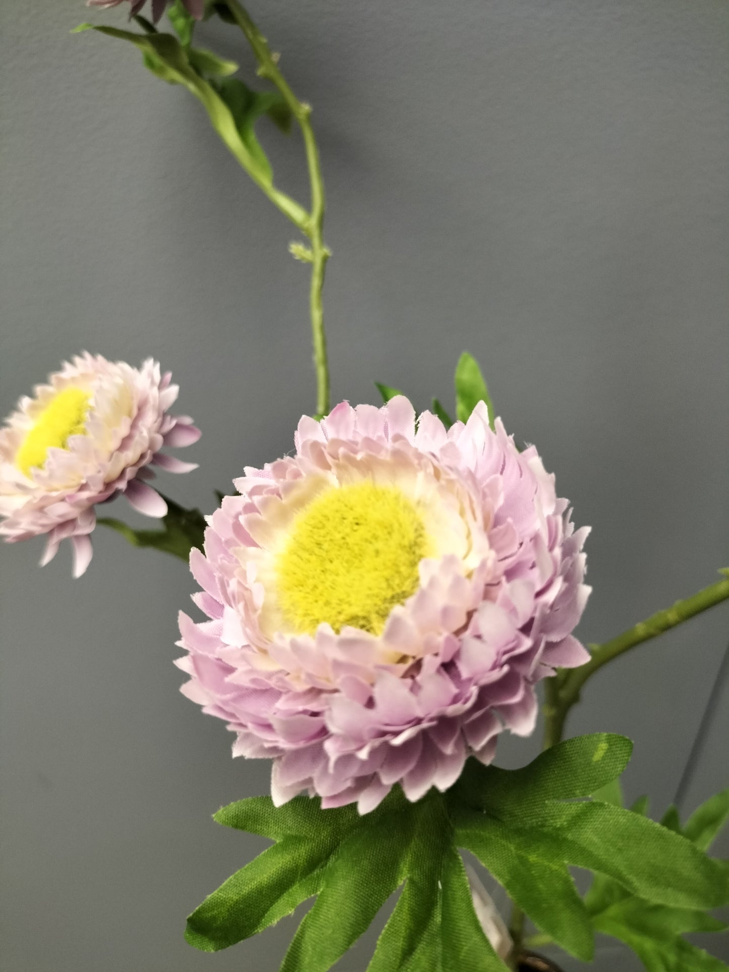 Bellis spray - paars