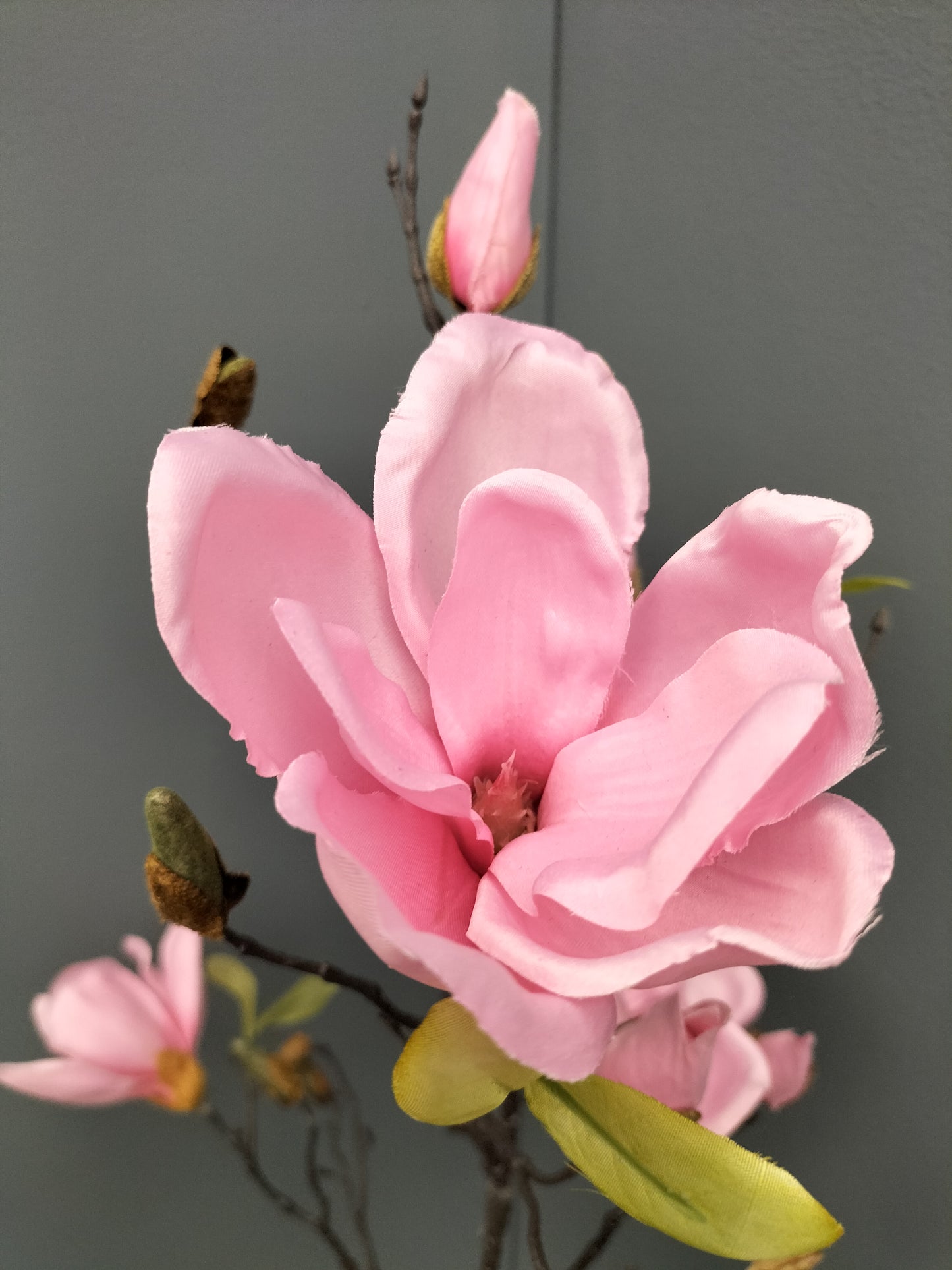 Magnolia - roze