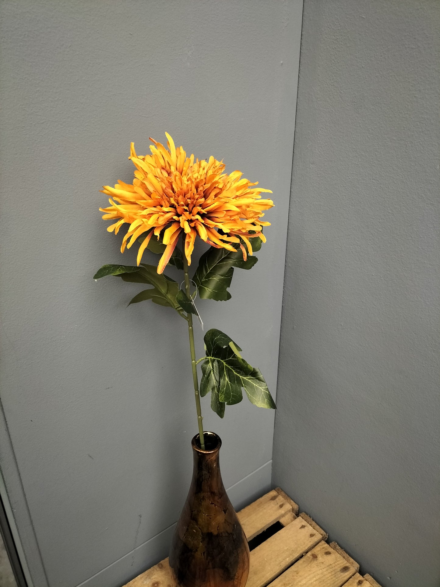 Spider mum - 73cm, oranje