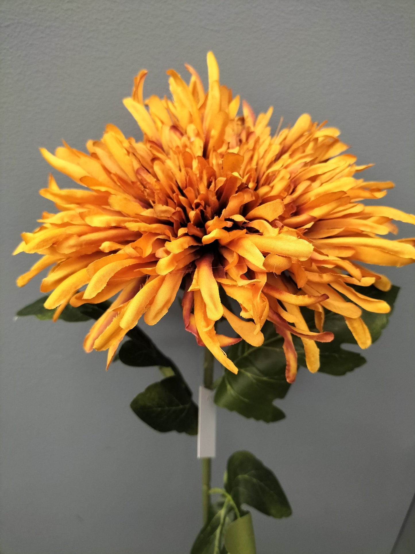 Spider mum - 73cm, oranje