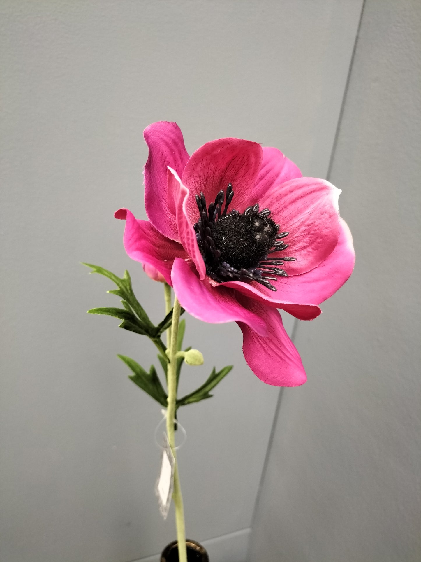 Anemone - donker roze