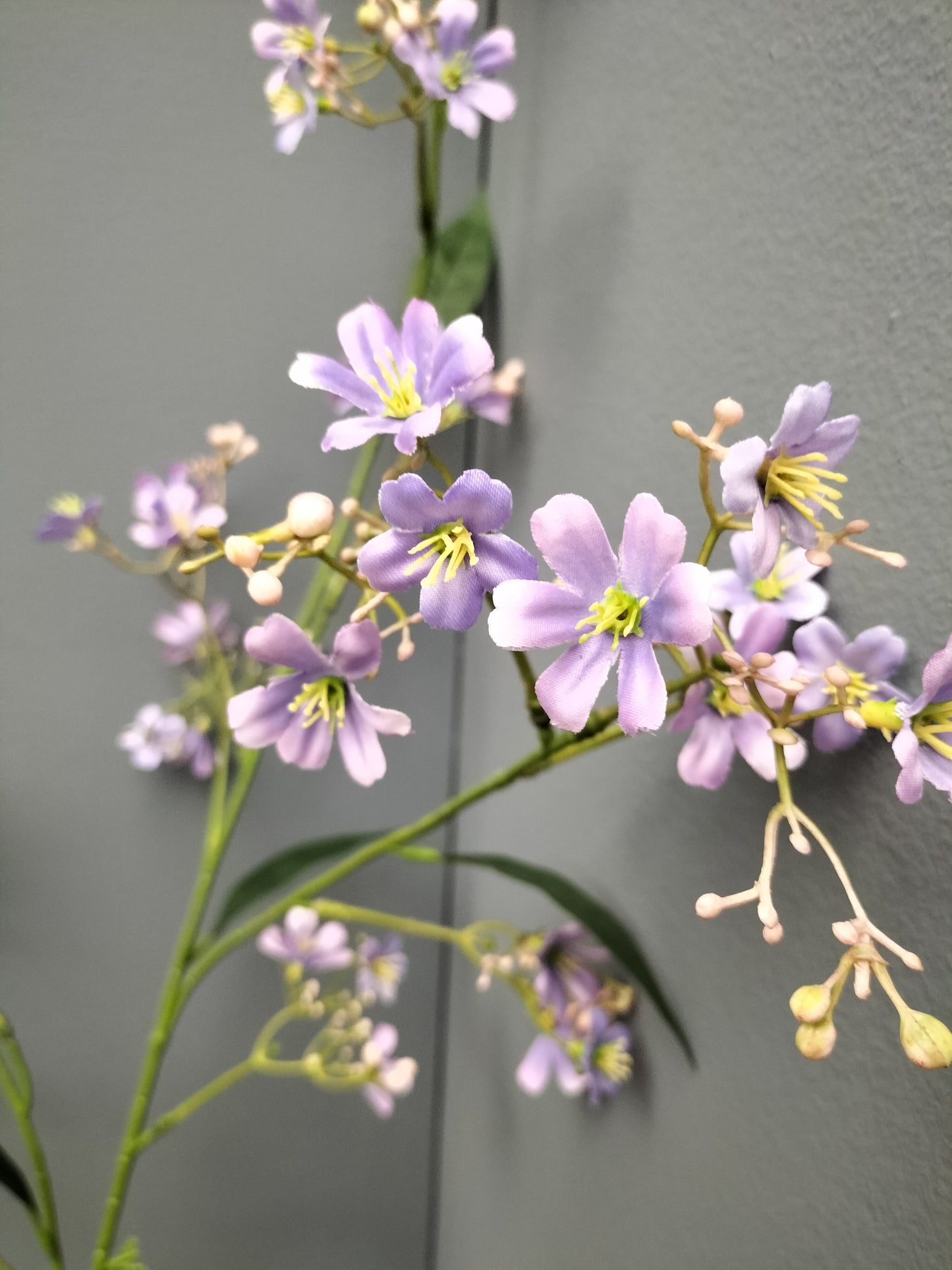 Heliophila - paars , 110cm