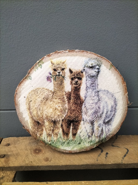 Berk schijf - alpacas