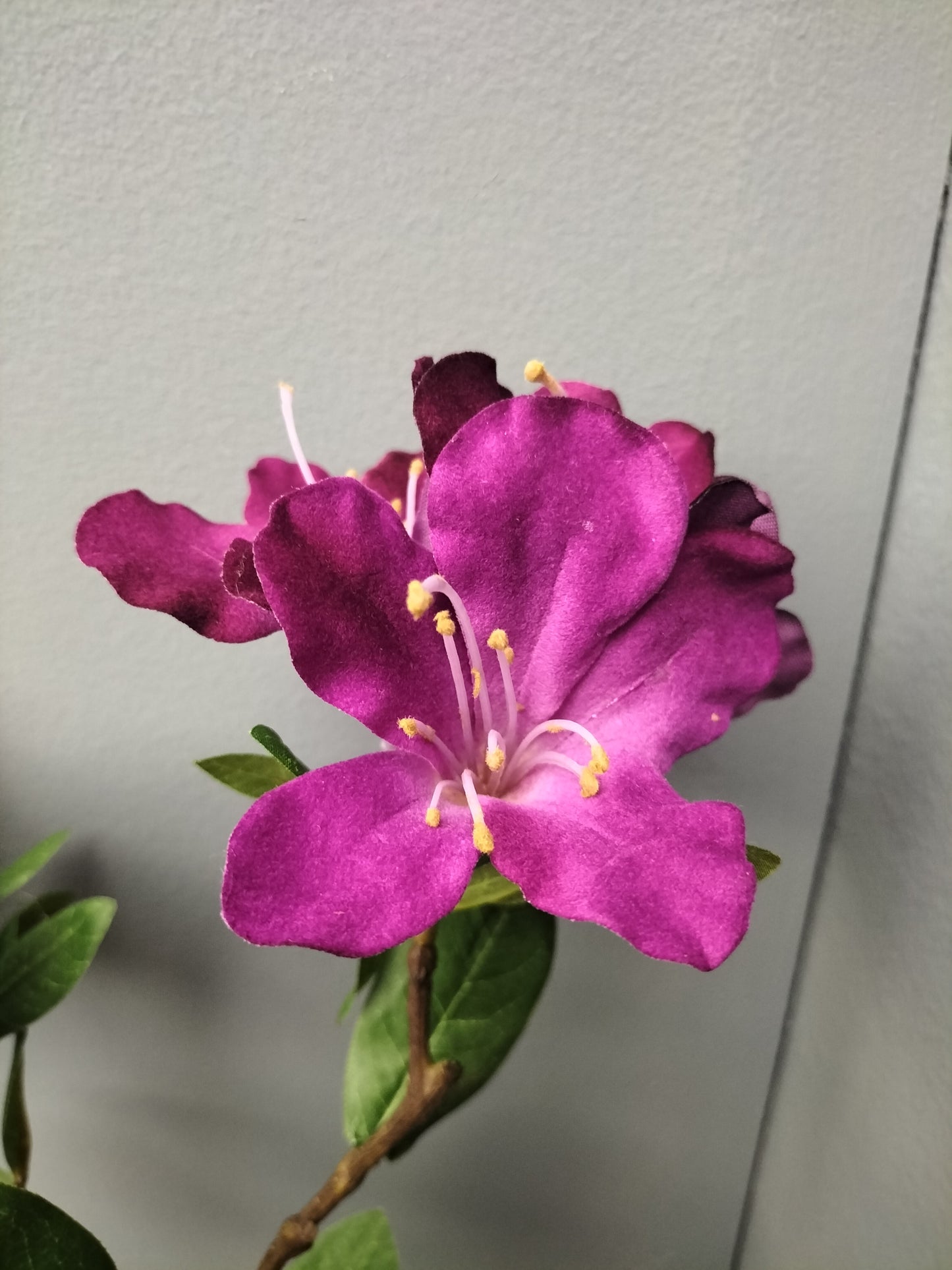 Rhododendron - 72cm, velvet, lavendel