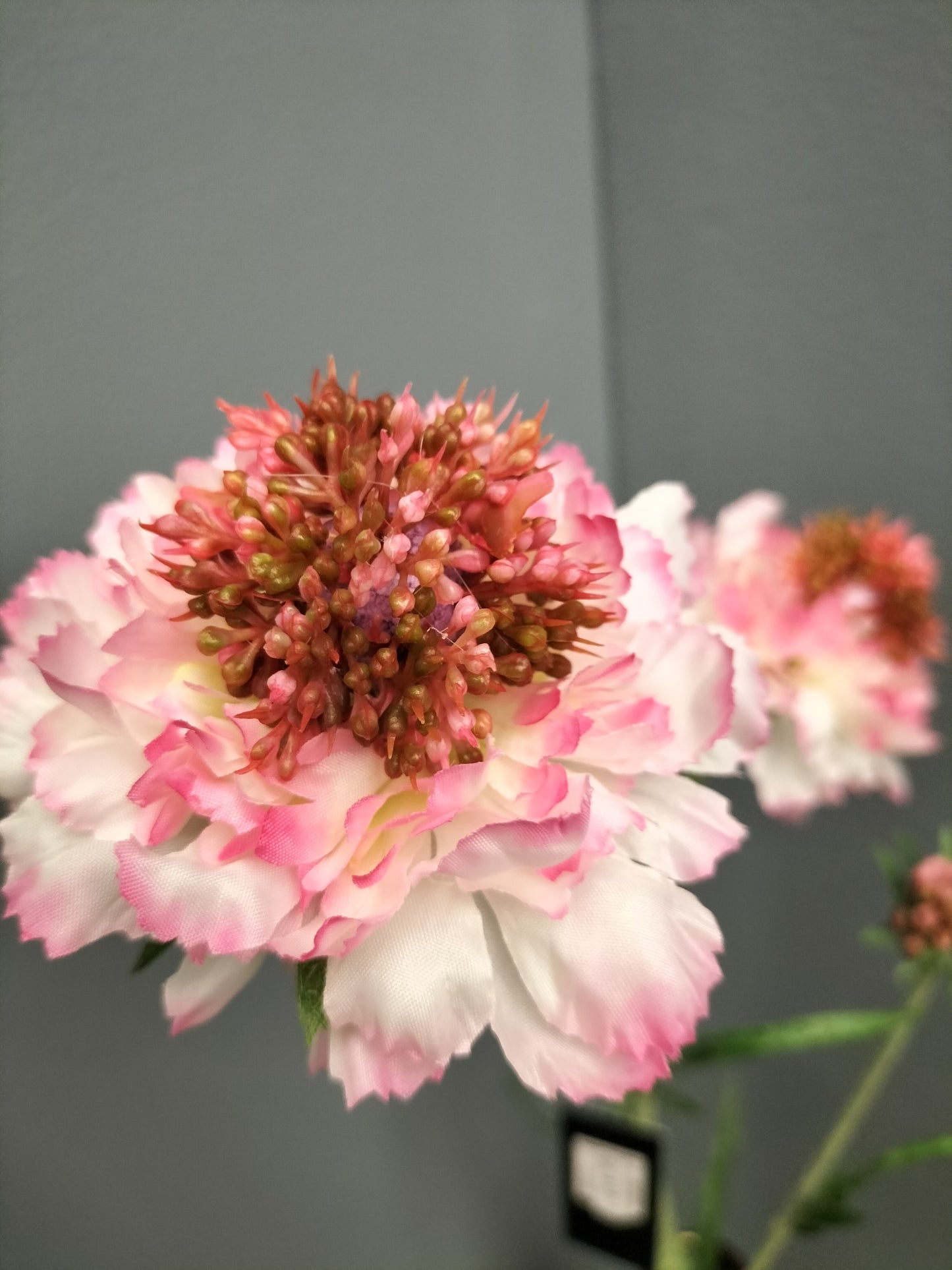 Scabiosa - roze