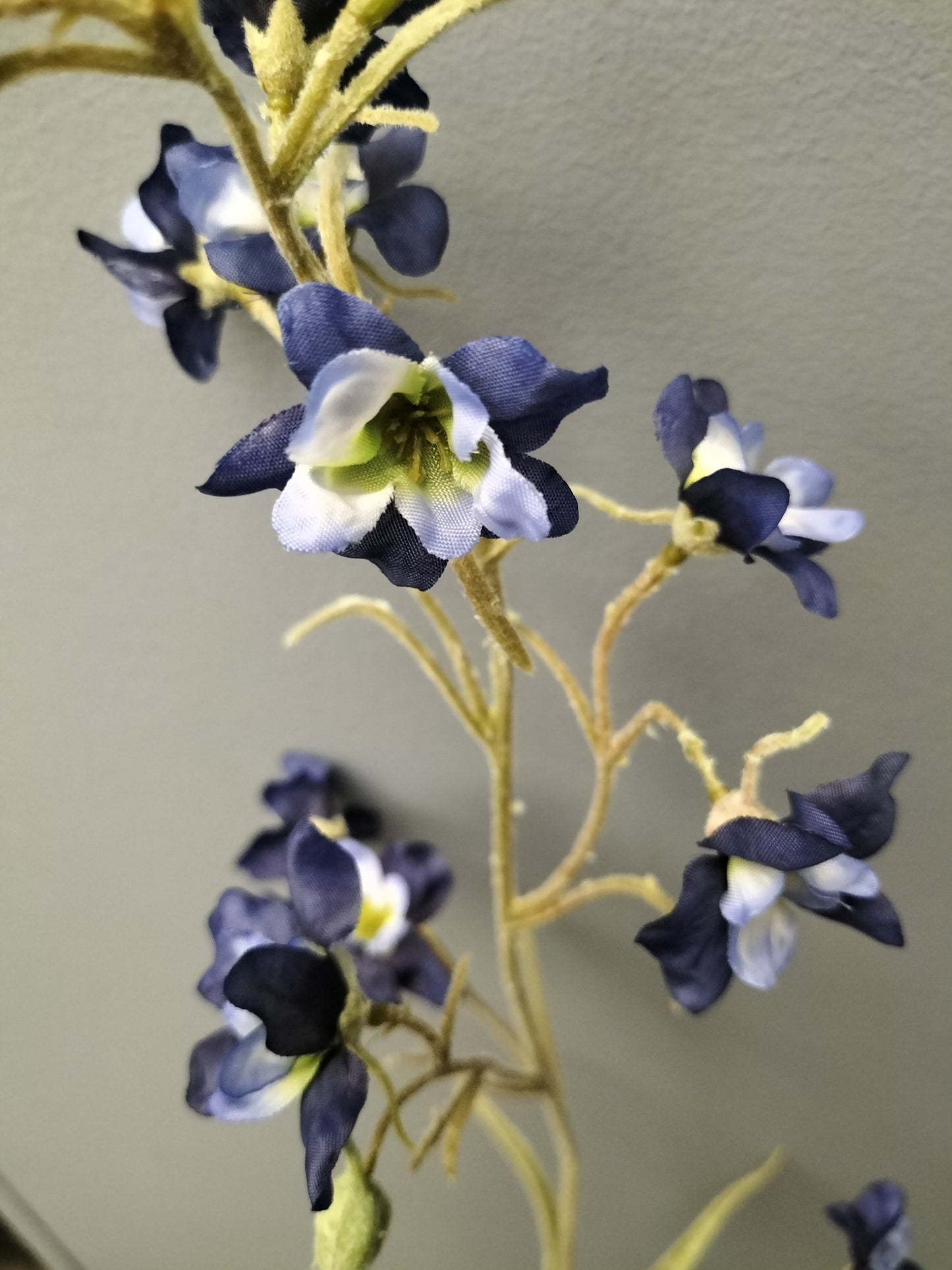 Delphinium - 75cm, blauw