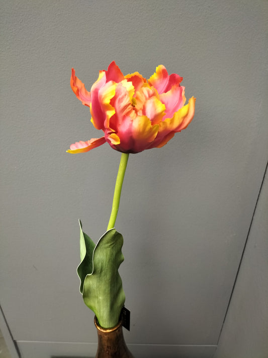 Parrot tulip - oranje