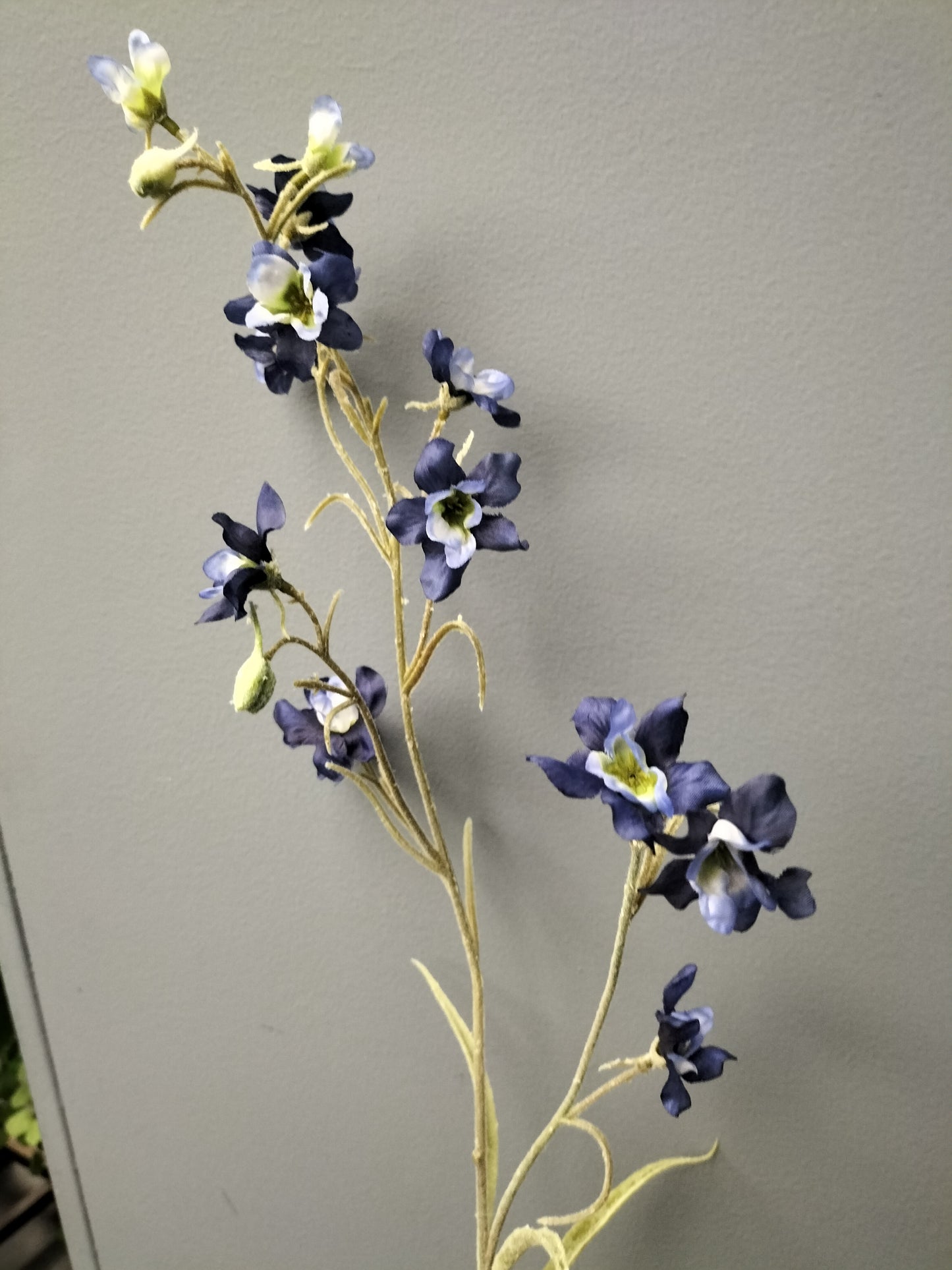 Delphinium - 75cm, blauw