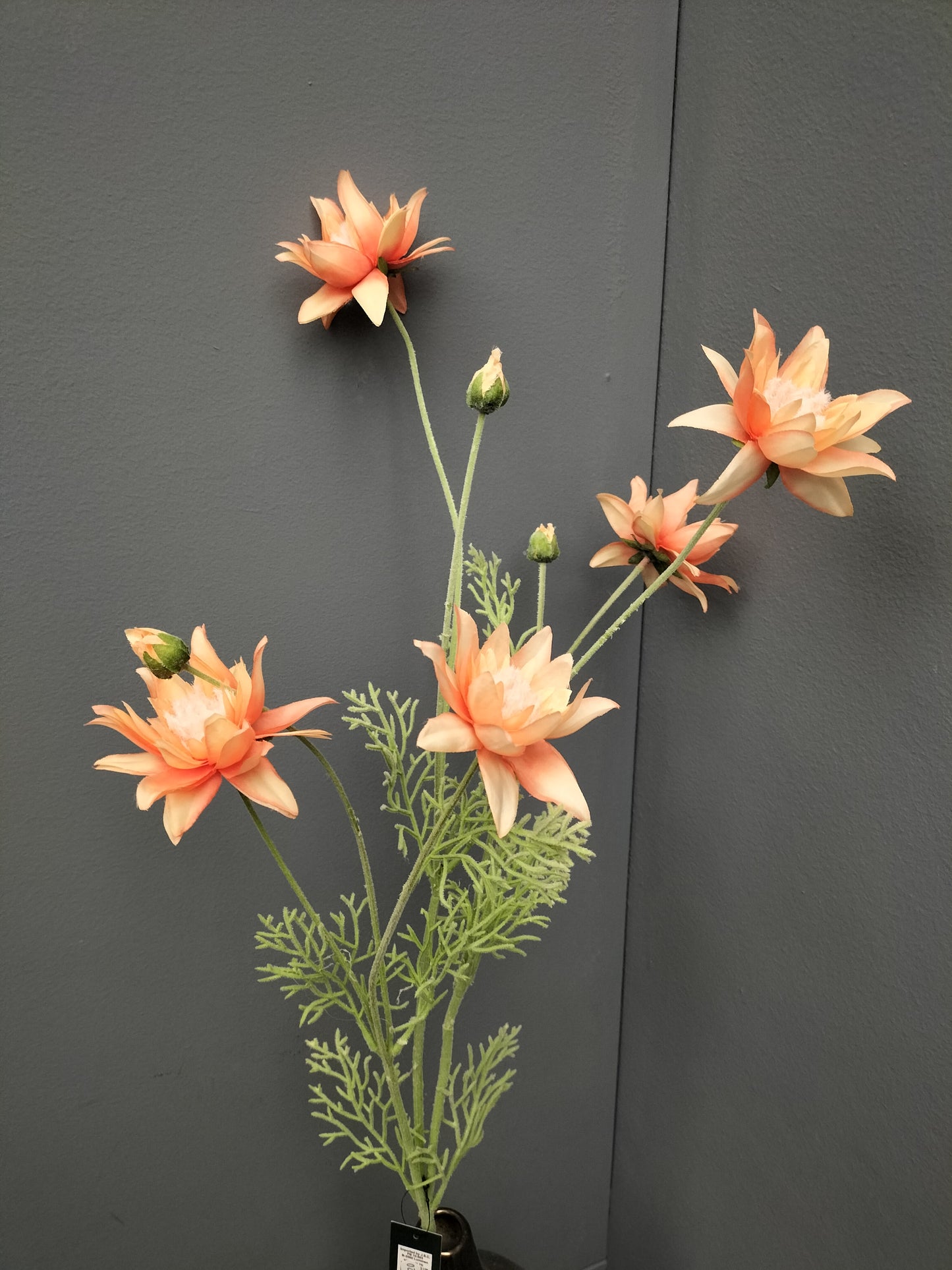 Serruria - 95cm, roze, perzik