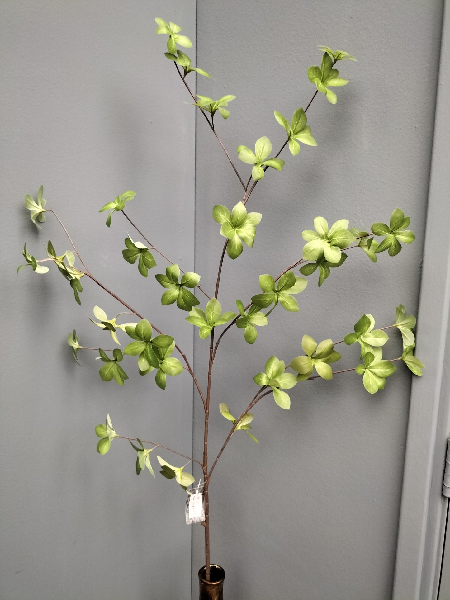 Mini maple - 119cm