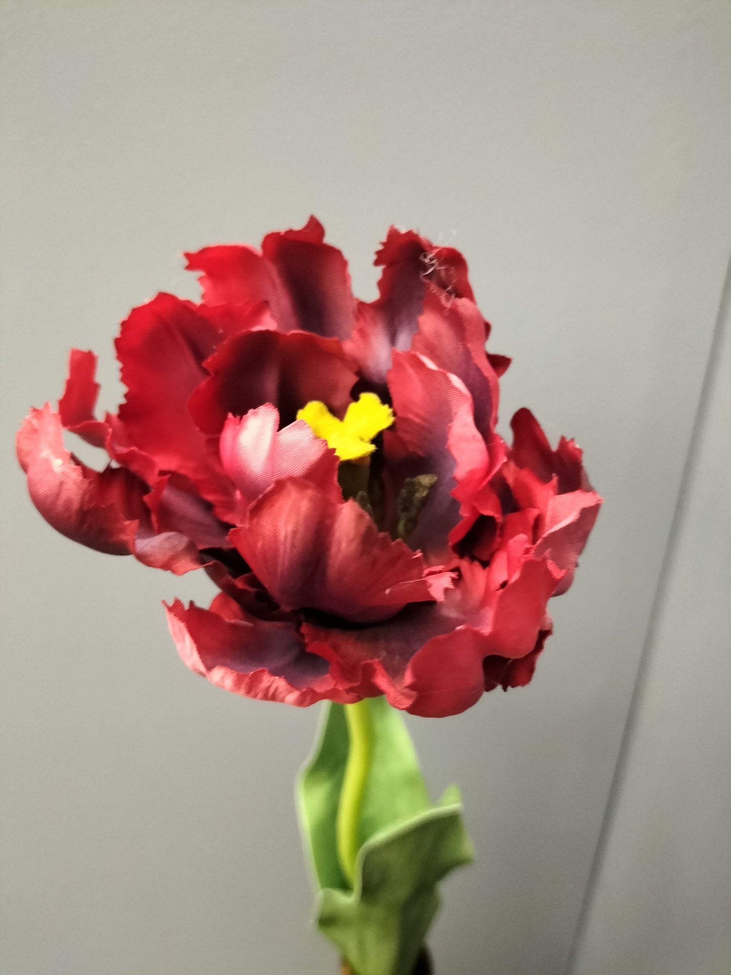 Parrot tulip - rood