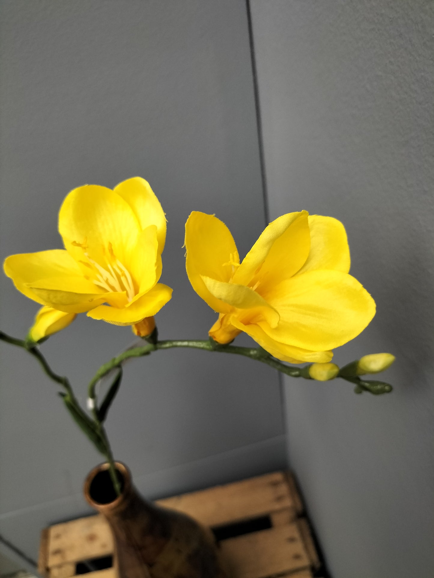 Freesia - geel, 68cm