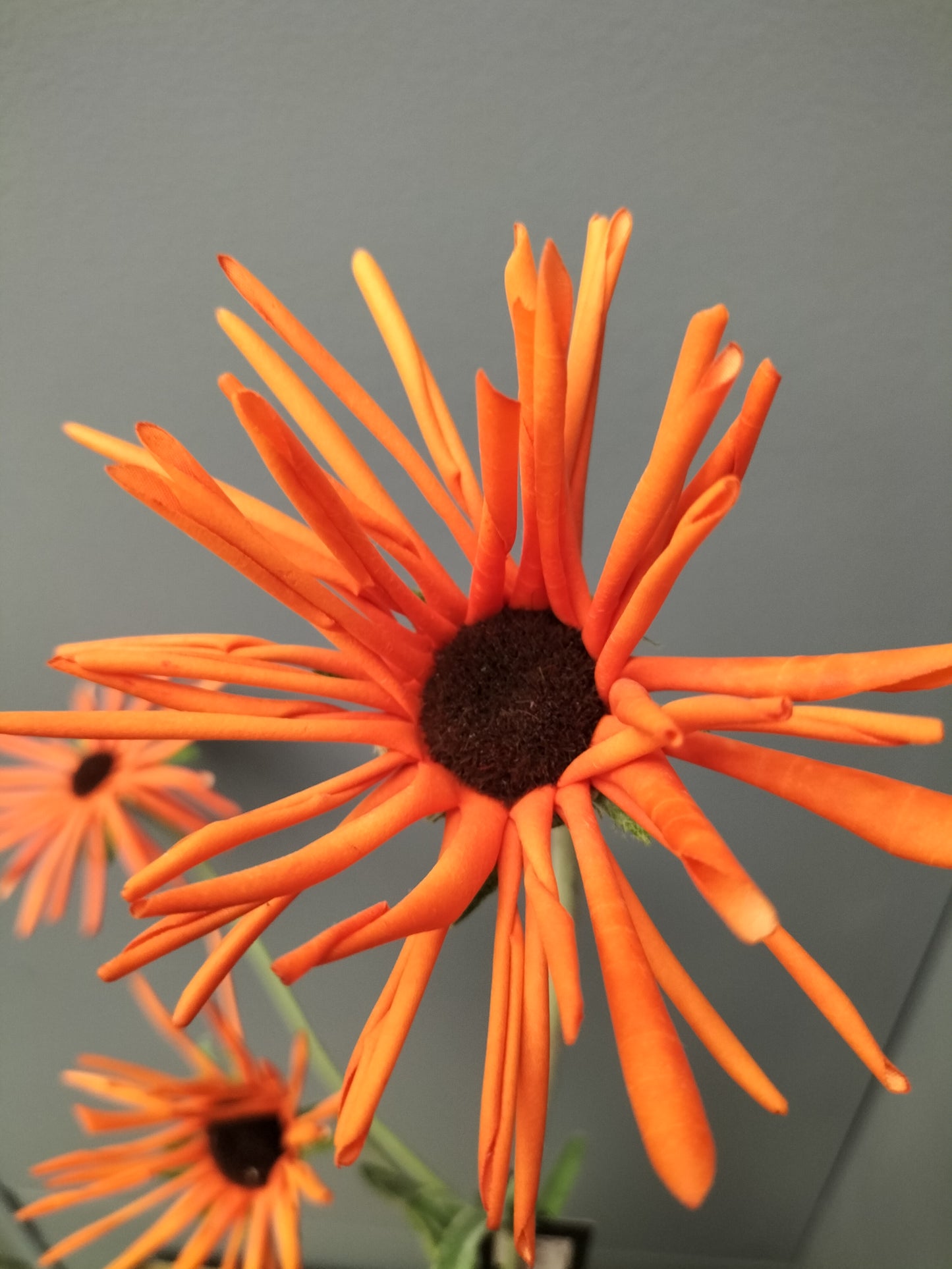 Rudbeckia - oranje