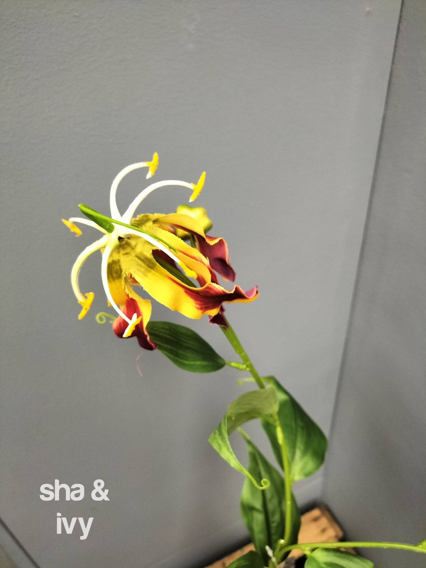 Gloriosa - 84cm