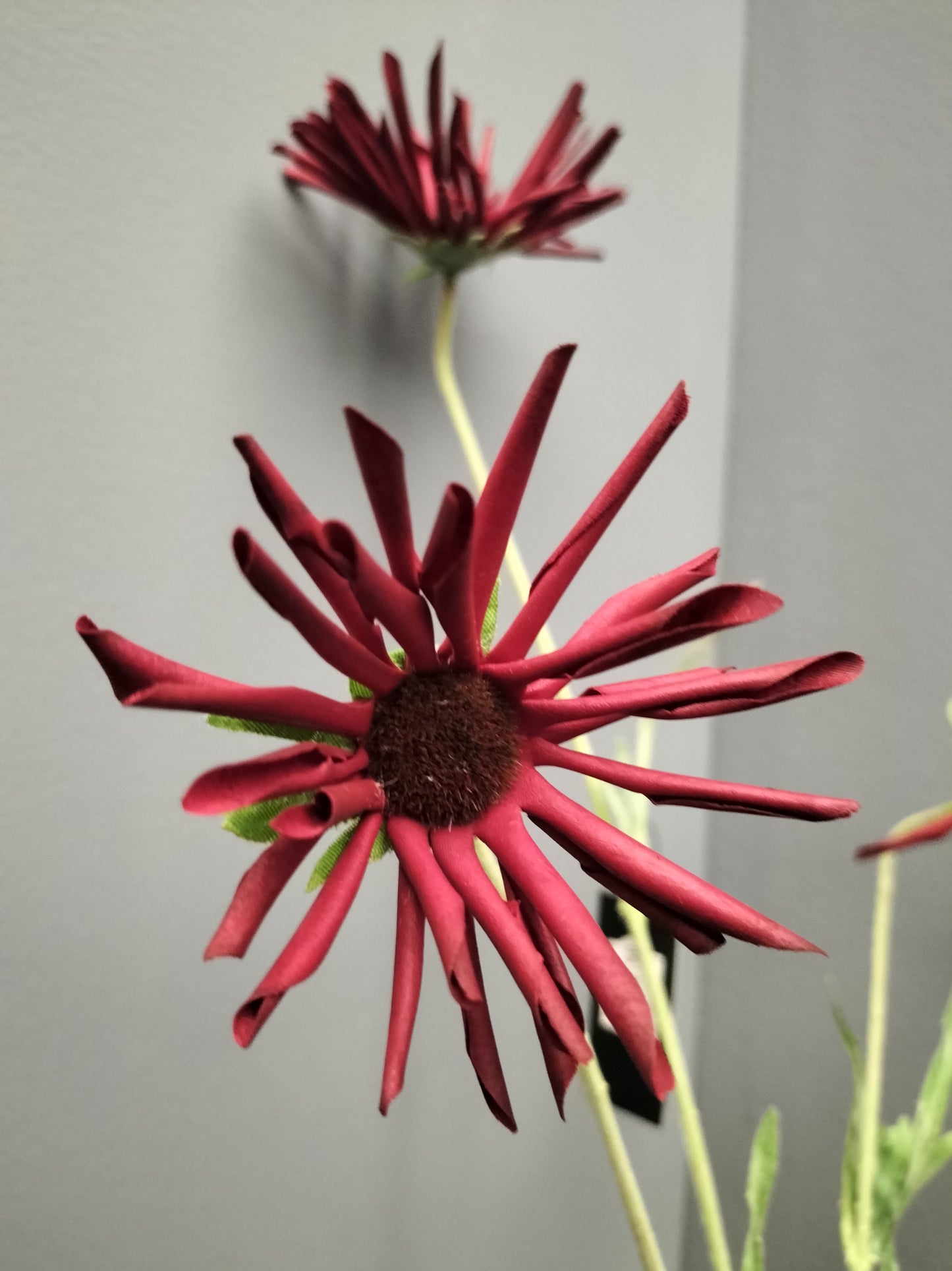 Rudbeckia - rood