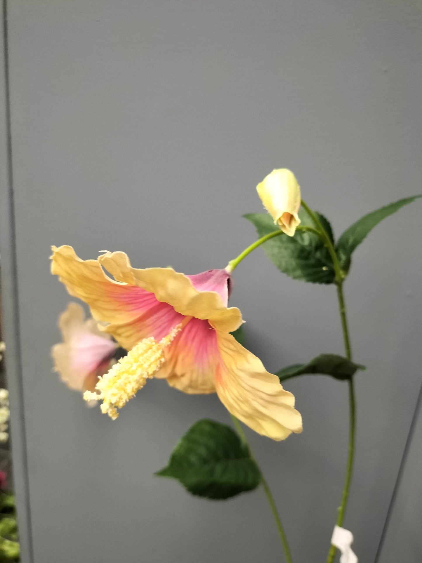 Hibiscus - zalm/rose, 110cm