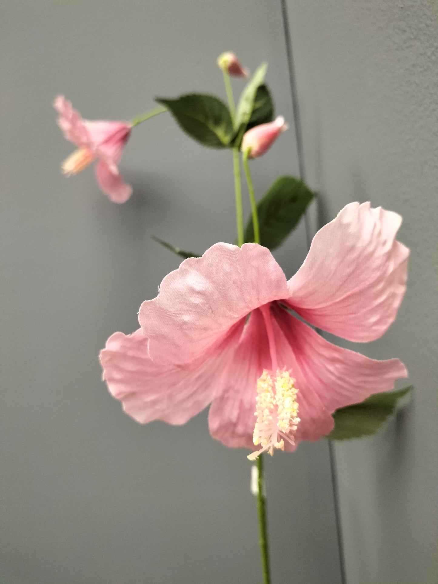 Hibiscus - roze, 110cm