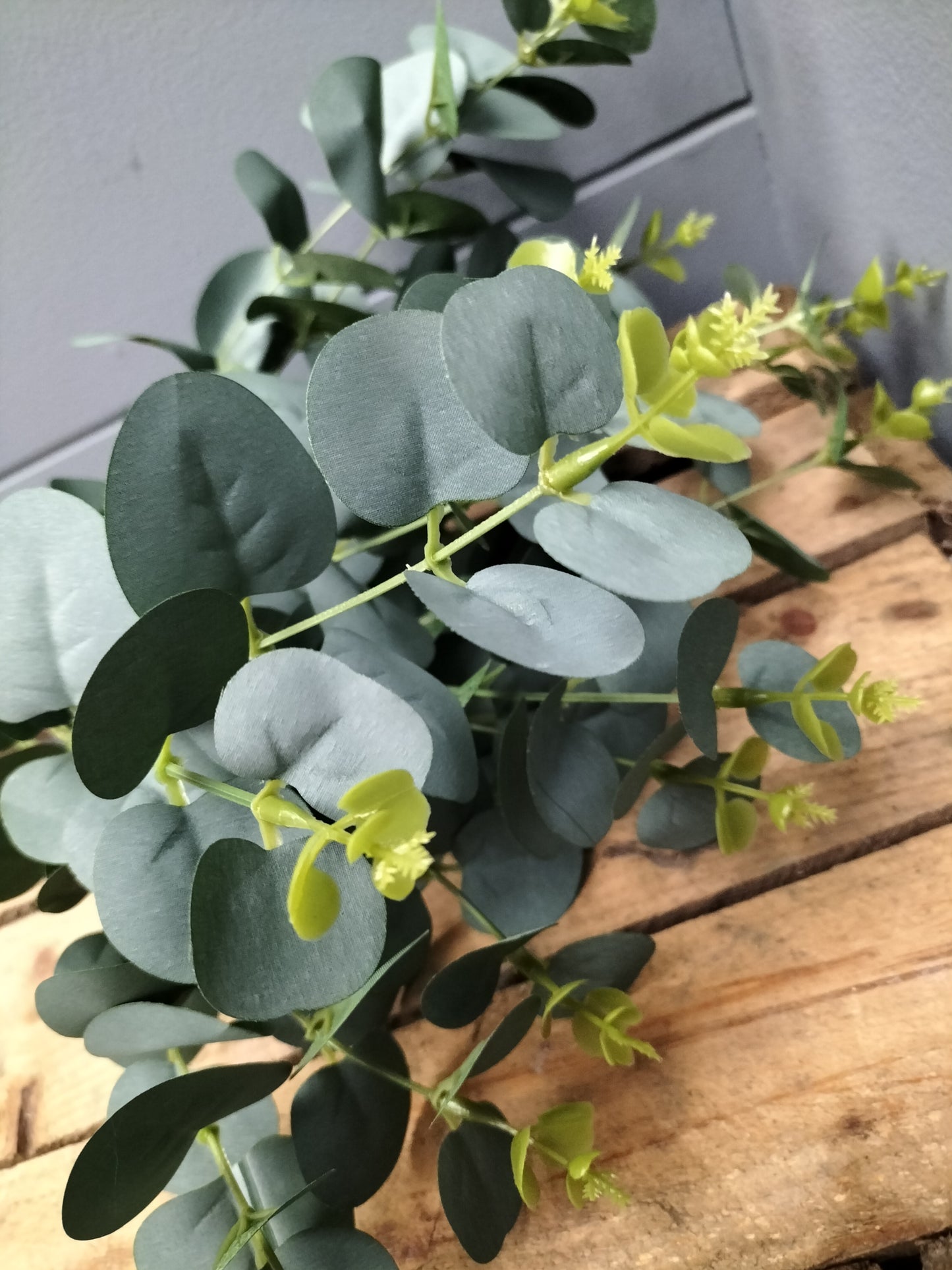 Eucalyptus bush