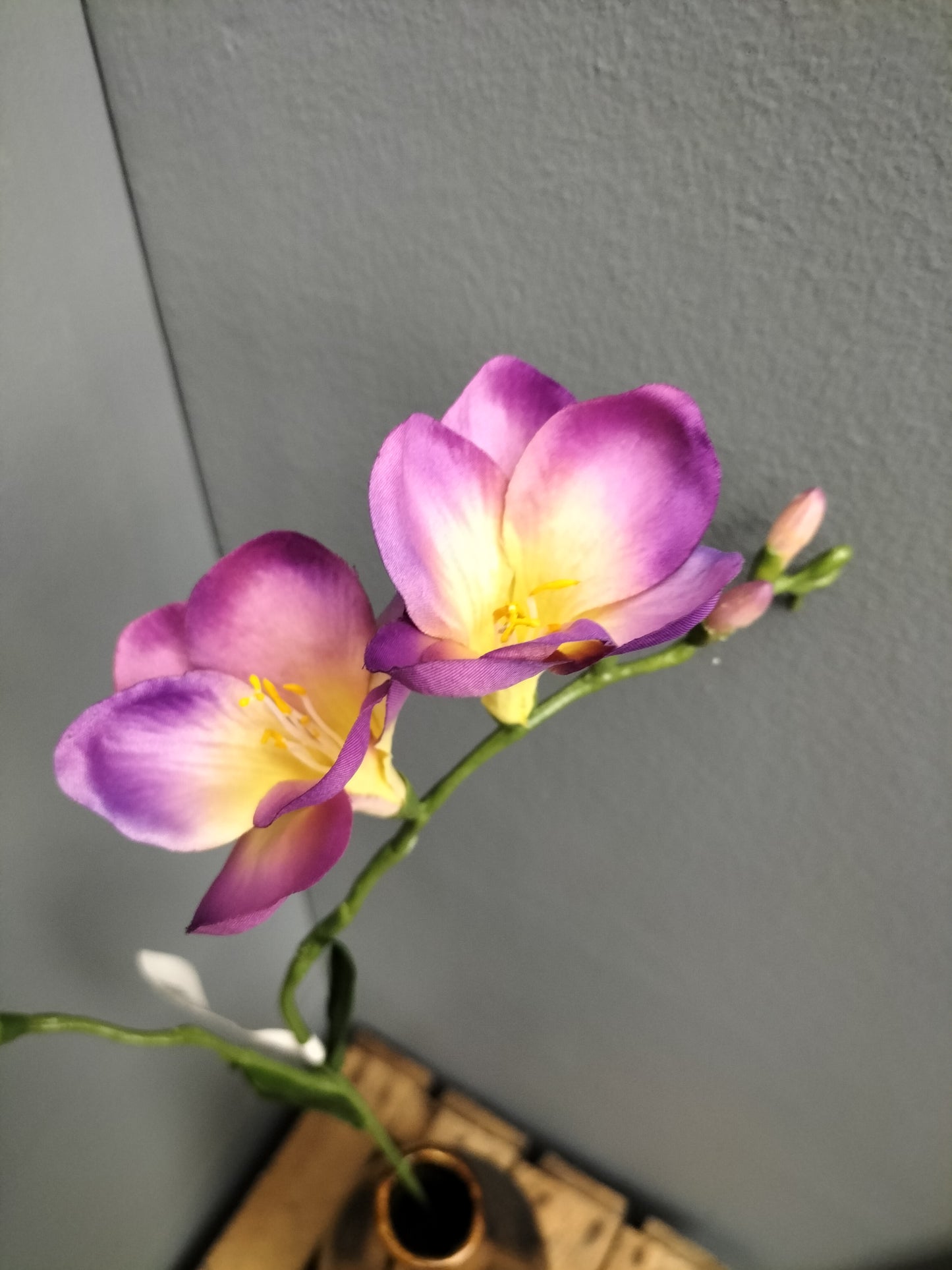 Freesia - paars, 68cm