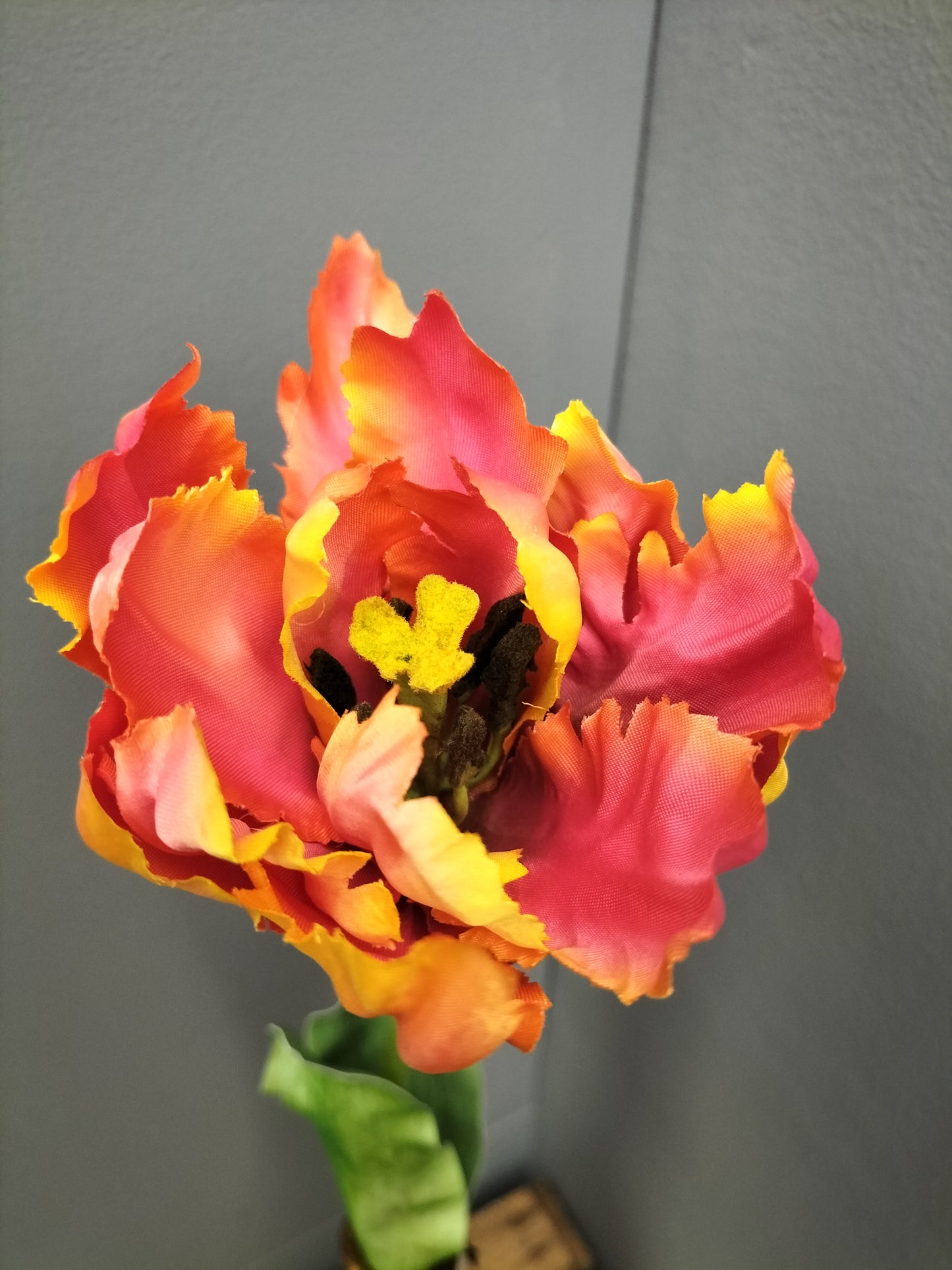 Parrot tulip - oranje