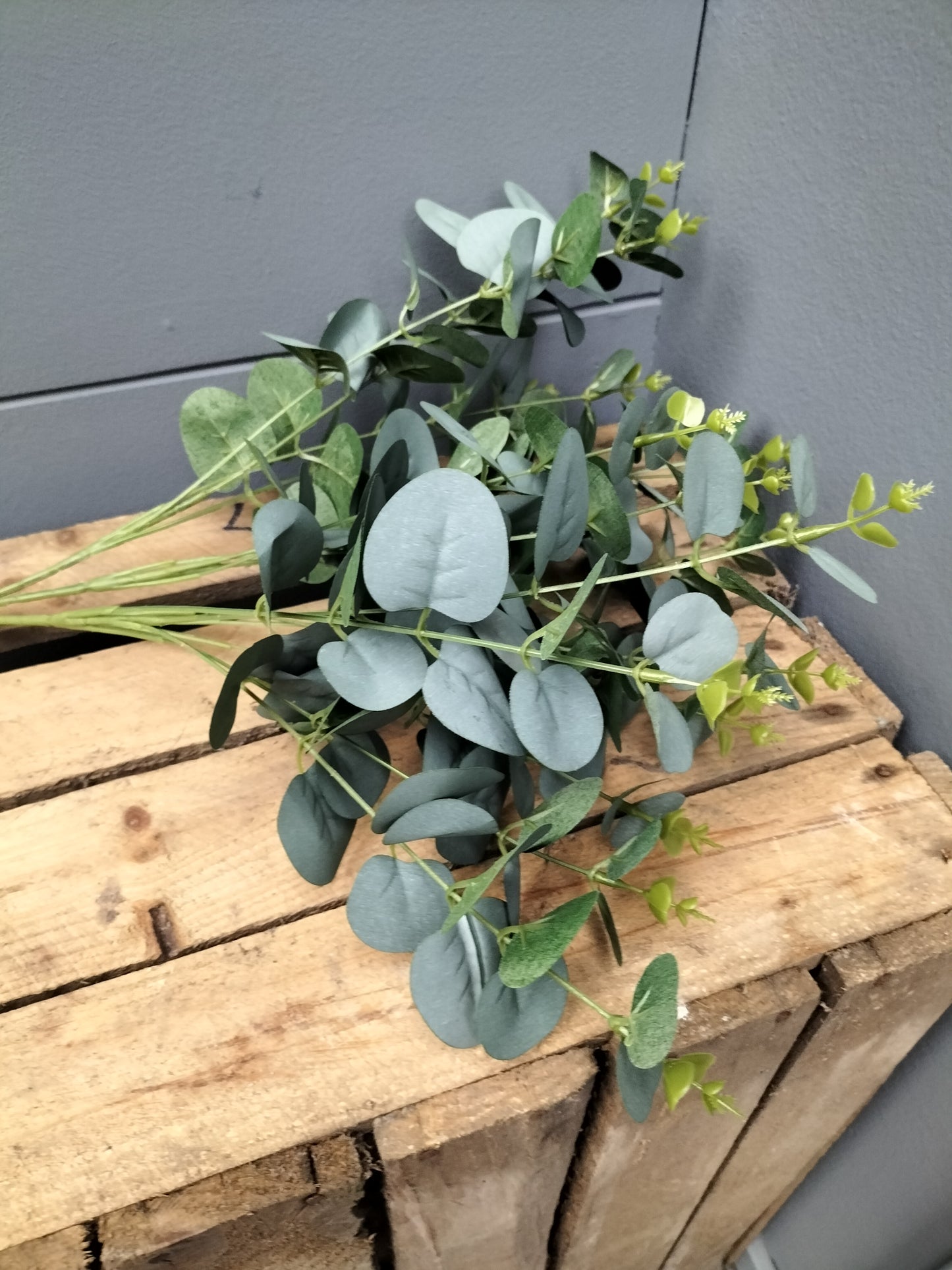 Eucalyptus bush