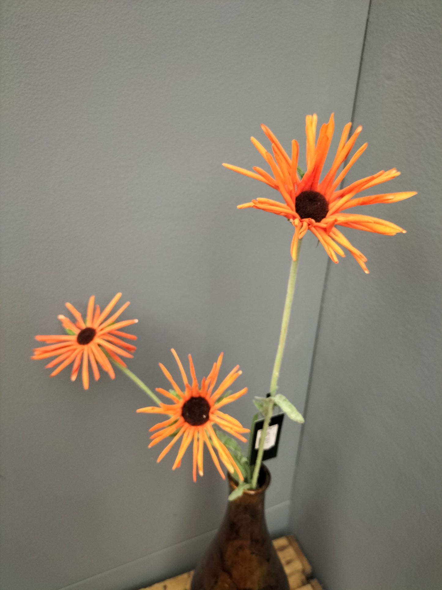 Rudbeckia - oranje