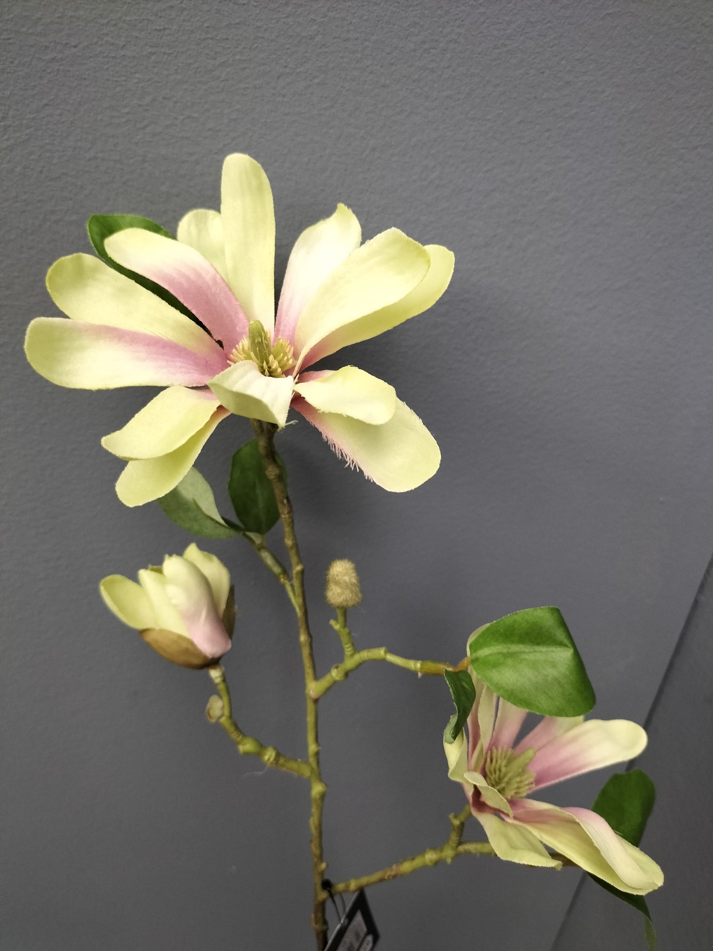 Kleine magnolia - groen/mauve, 63cm