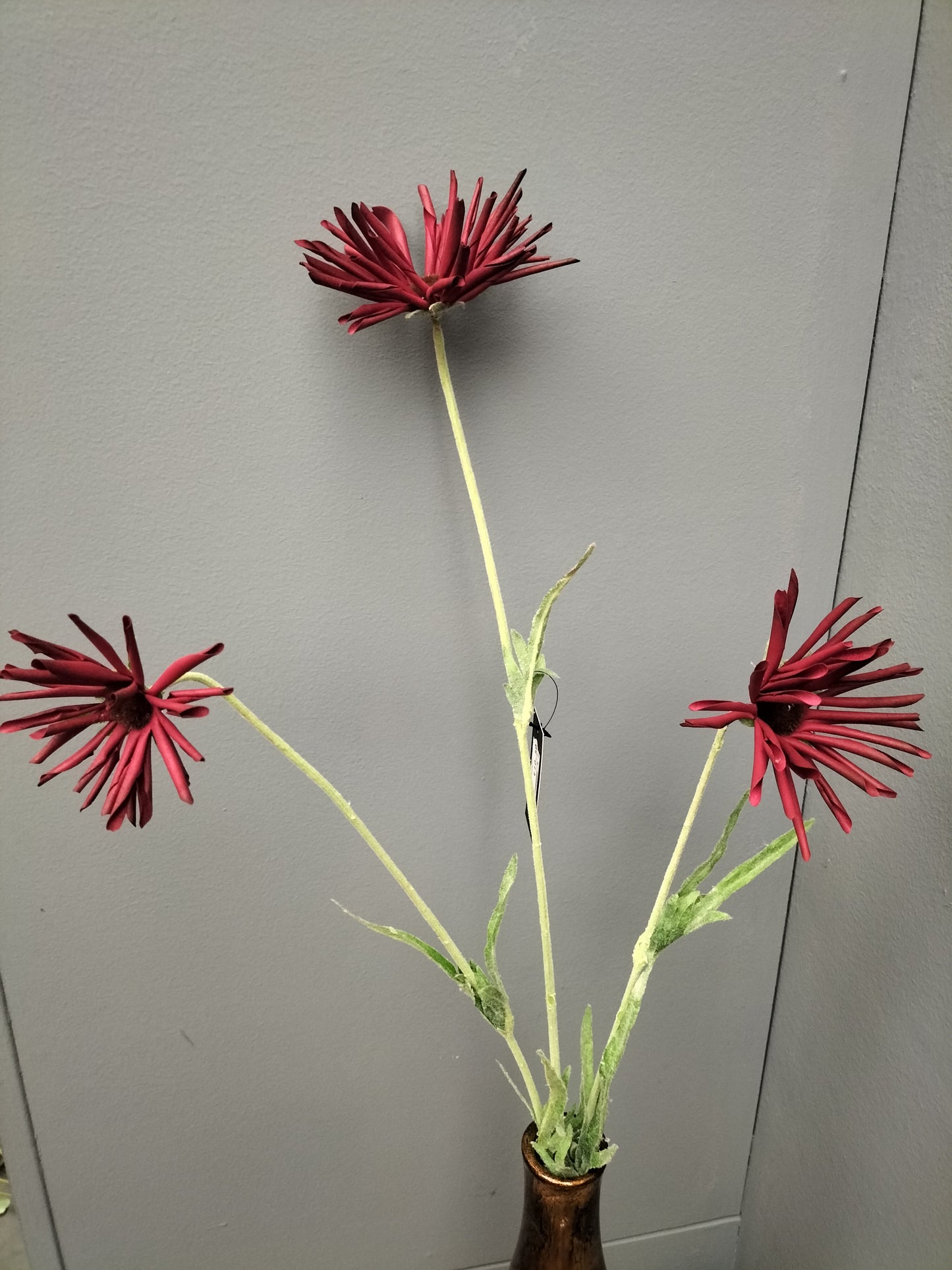 Rudbeckia - rood